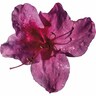 Azalea Encore Carnival