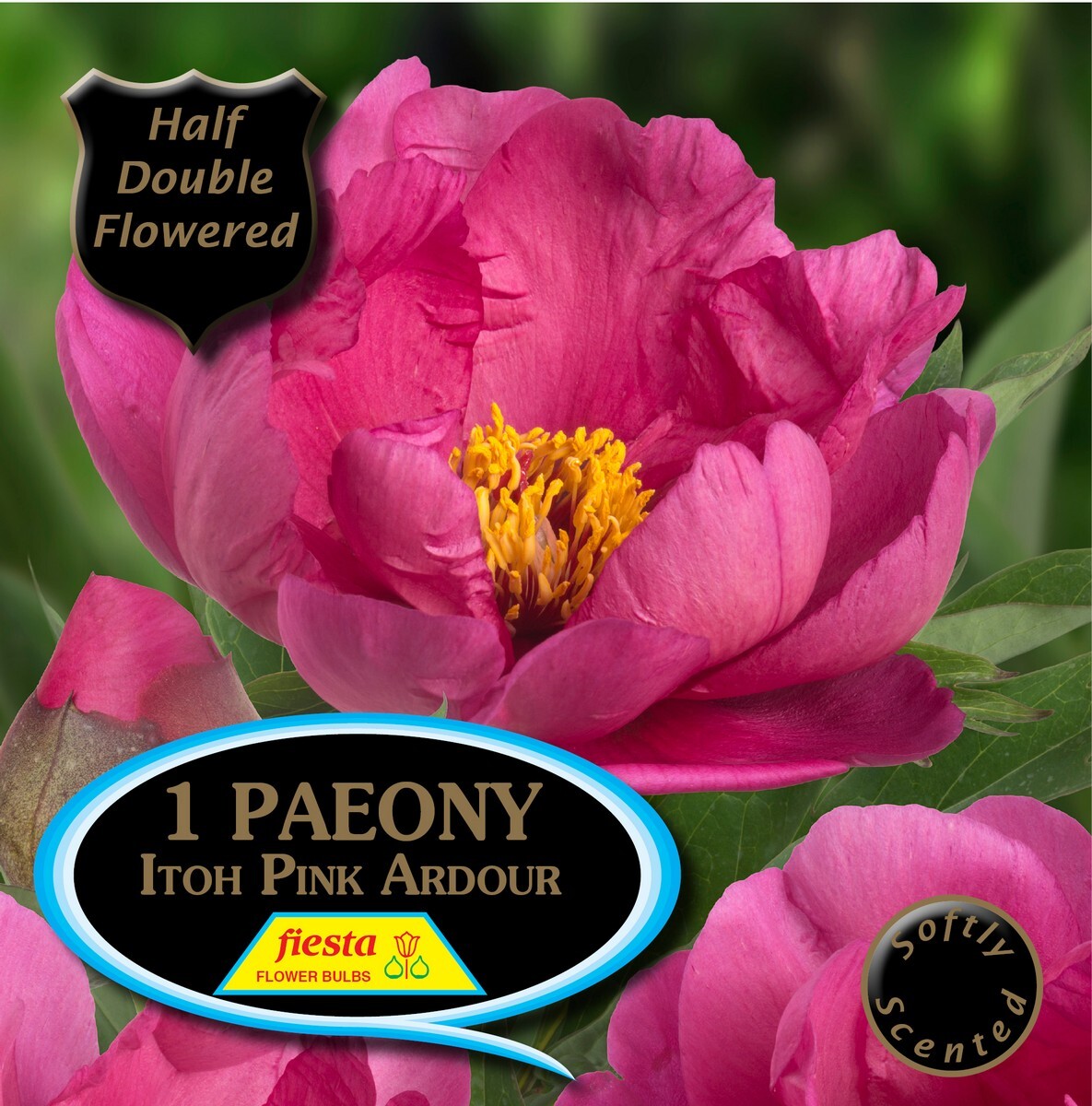 Peony Itch Pink Adour