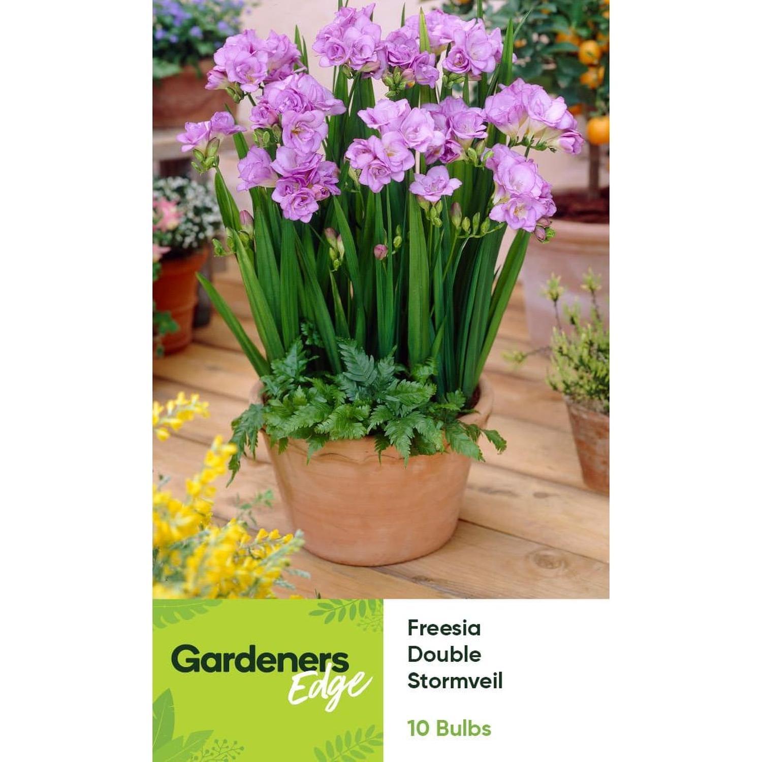 Freesia Double Blue Stormveil 10 pack