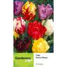 Tulip Parrot Mixed 10 pack
