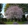 Prunus yedoensis 'Awanui'