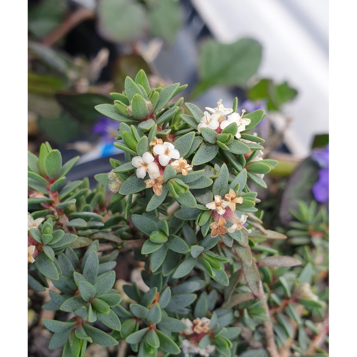 Pimelea Blue Peter