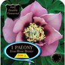 Paeony Itoh 'Rose Dandy' Pack of 1 Pink / Dark centre
