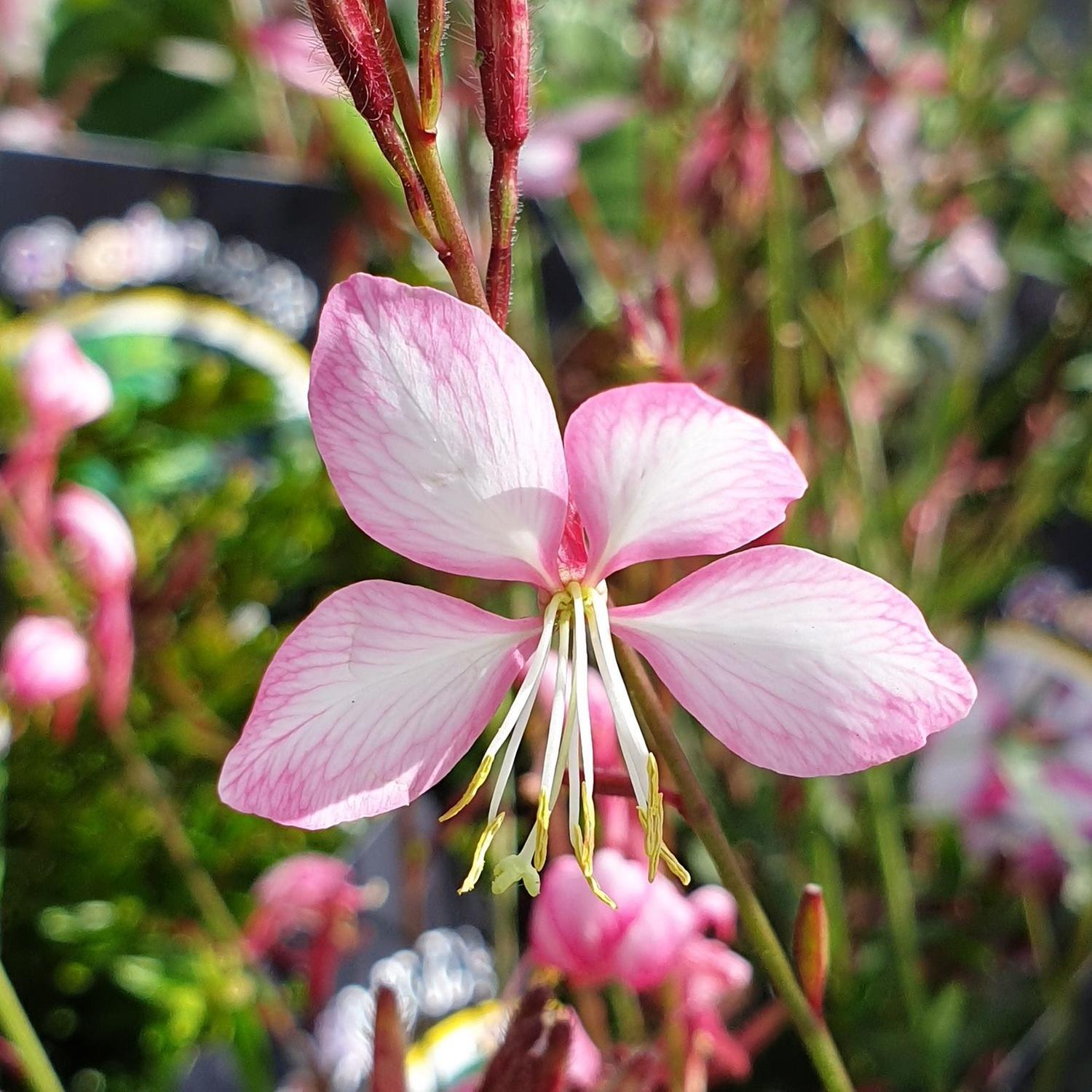 Gaura Candy Stripe