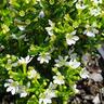 Cuphea White Whispers