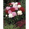 Paeony 'Mixed'