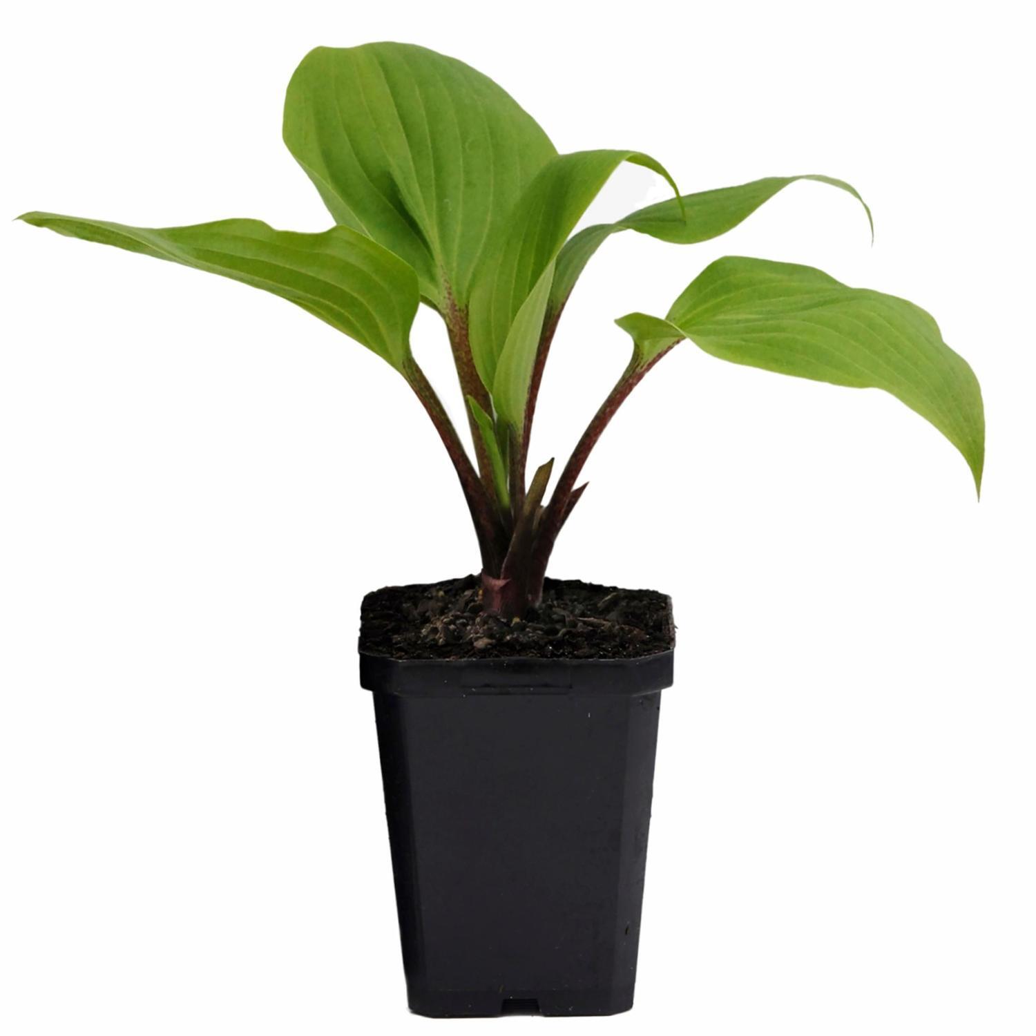 Hosta Purple Heart