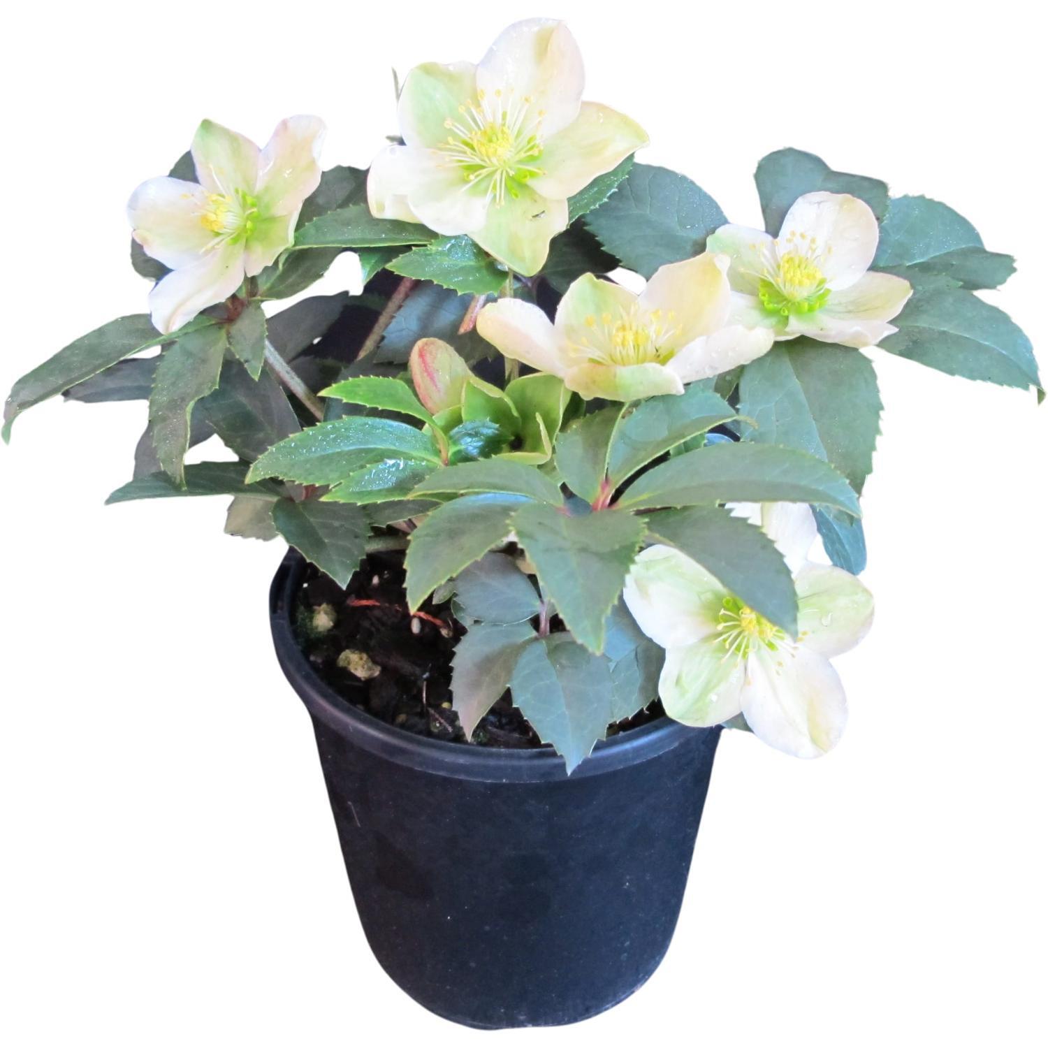 Helleborus Emma 2.4 litre Green