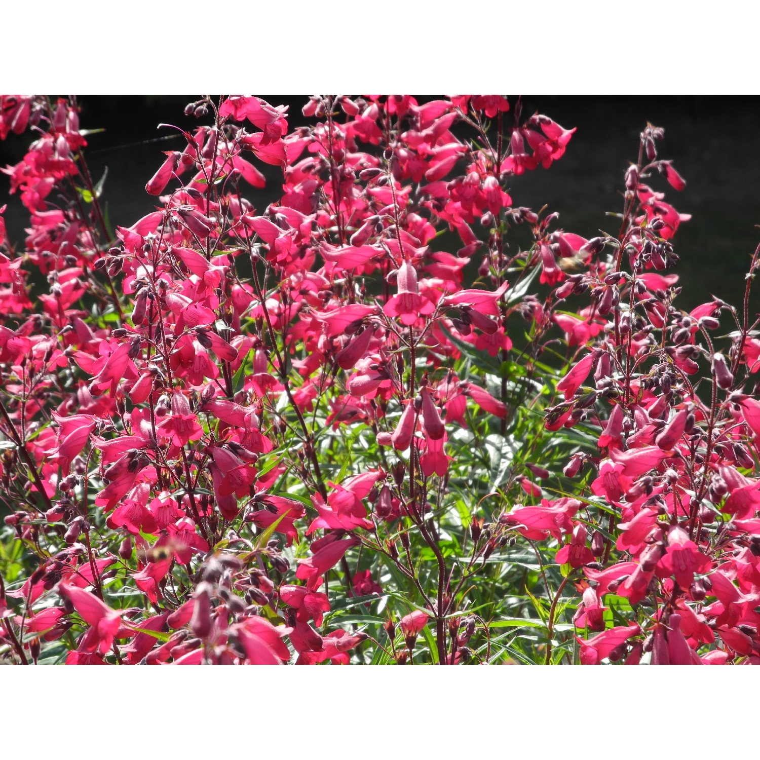 Penstemon Garnet
