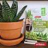 Cacti & Succulent Fertiliser Spikes