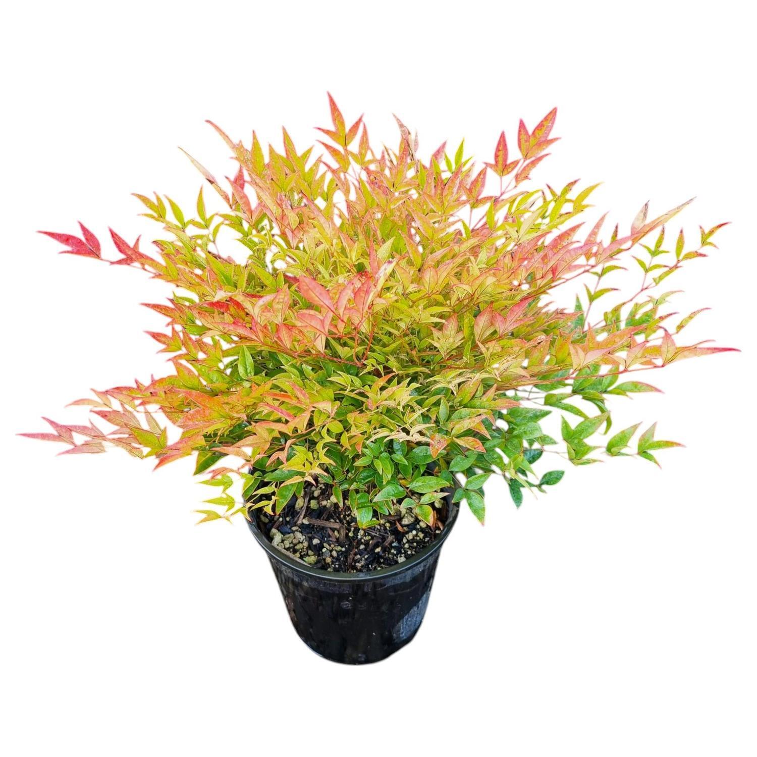Nandina Gulf Stream 3.3L
