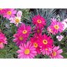 Federation  Daisy Double Act