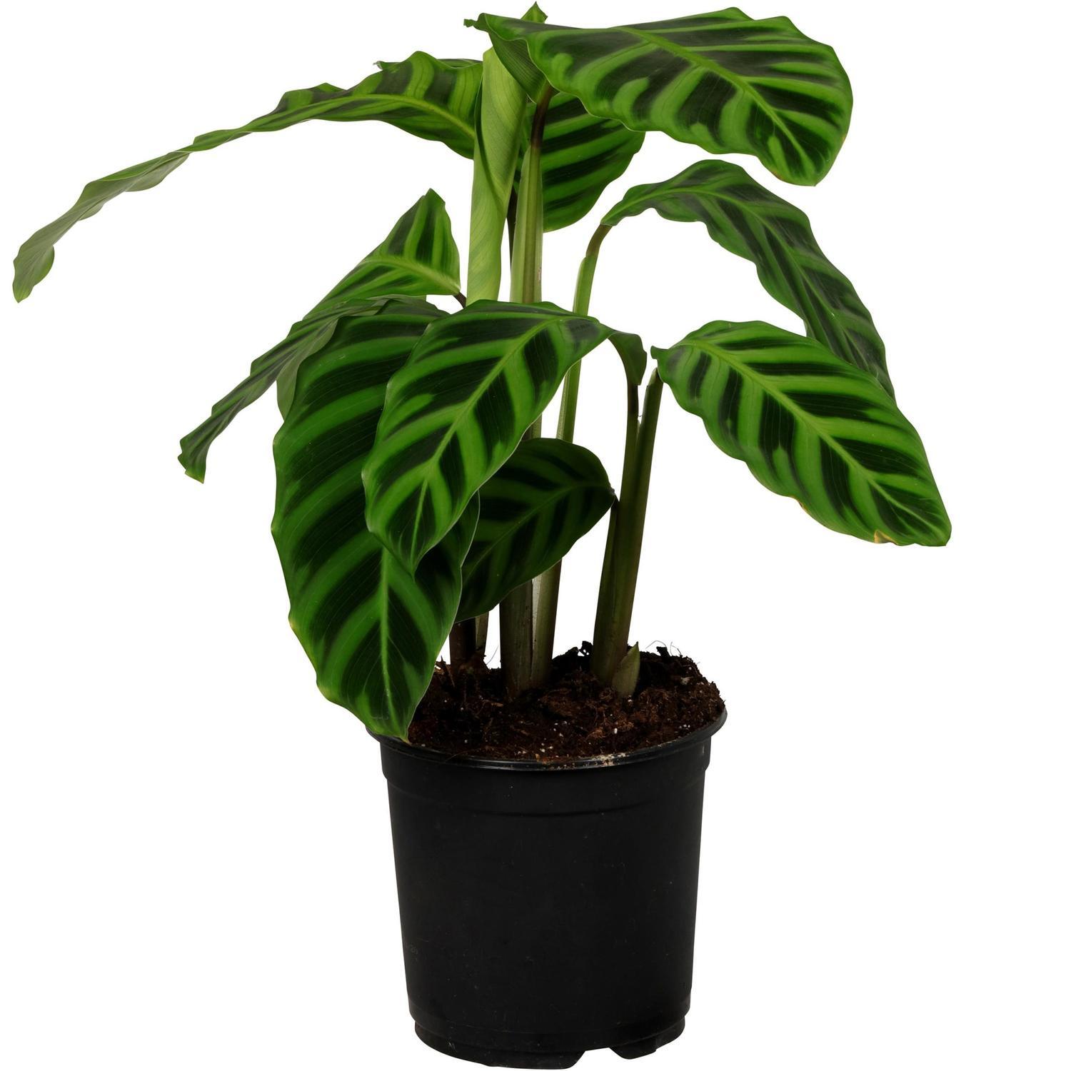 Calathea Zebrina