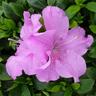 Azalea Autumn Lilac