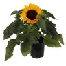 Helianthus Sunny Smile