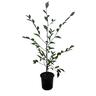 Camellia Sugar and Spice 3.5 litre