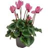 Cyclamen Victoria Mix 10.5cm