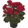Pelargonium Really Red 17cm Red