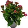 Kalanchoe
