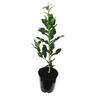 Lime Kaffir Dwarf