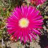 Mesembryanthemum Cherry Red