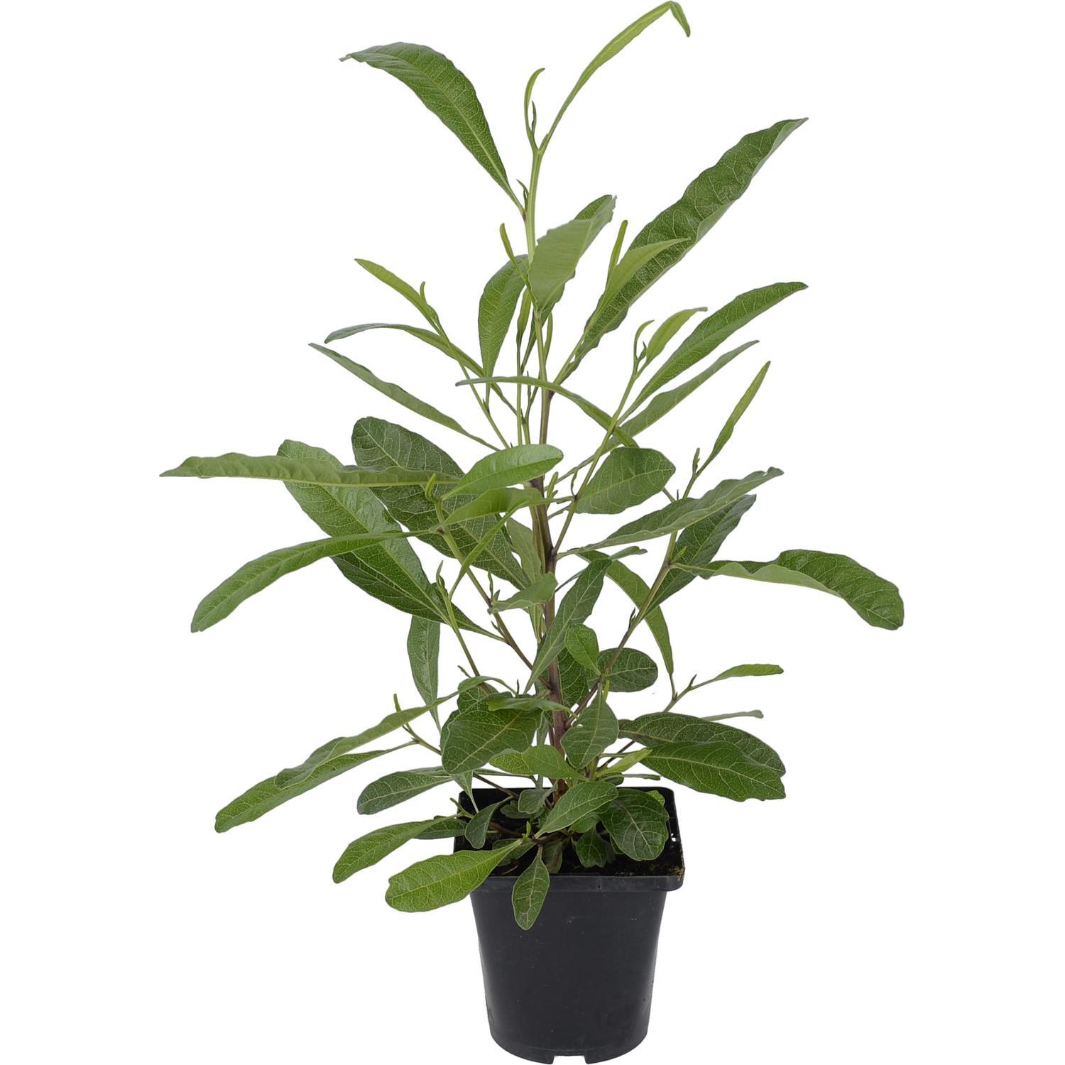 NZ Native Dodonaea