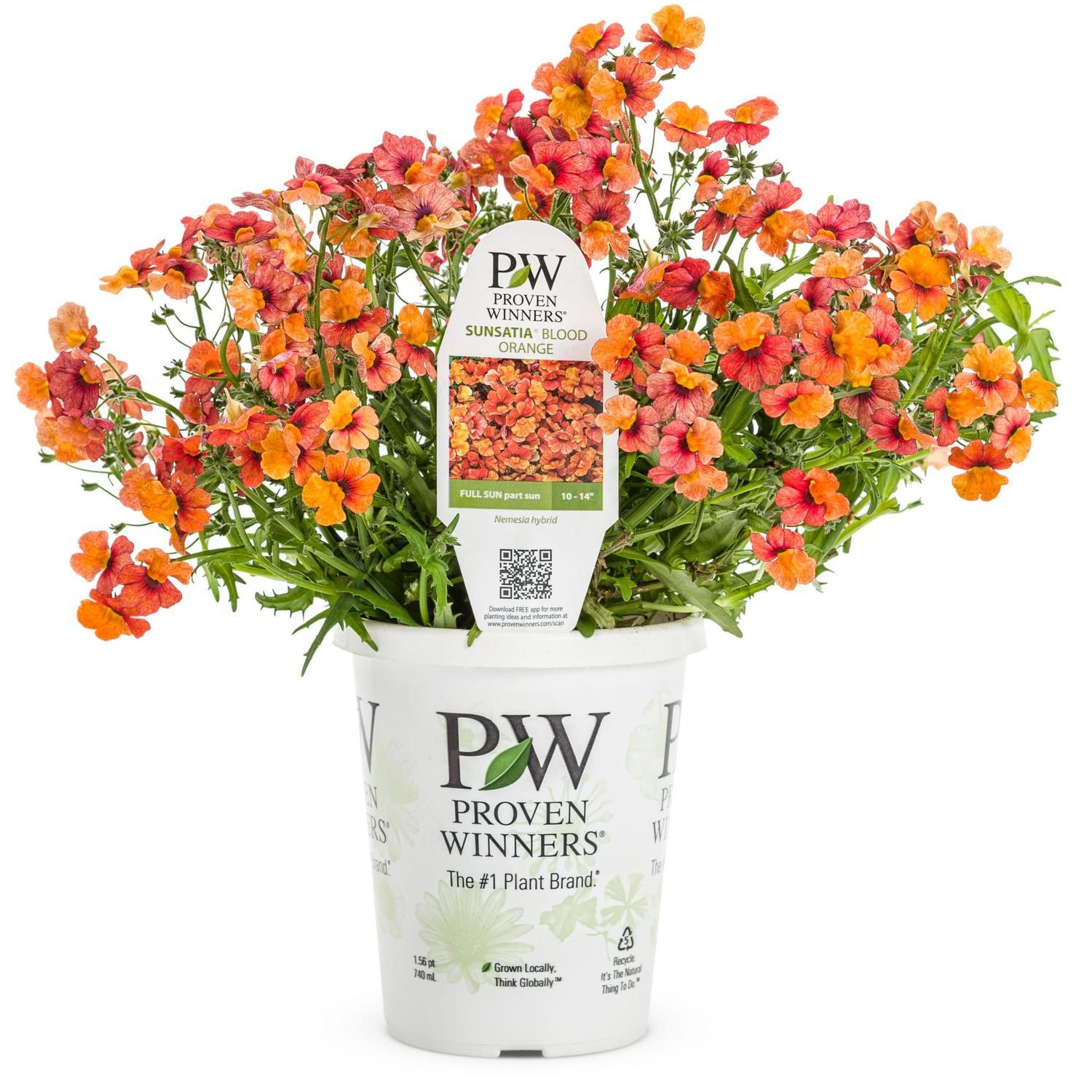Nemesia Blood Orange