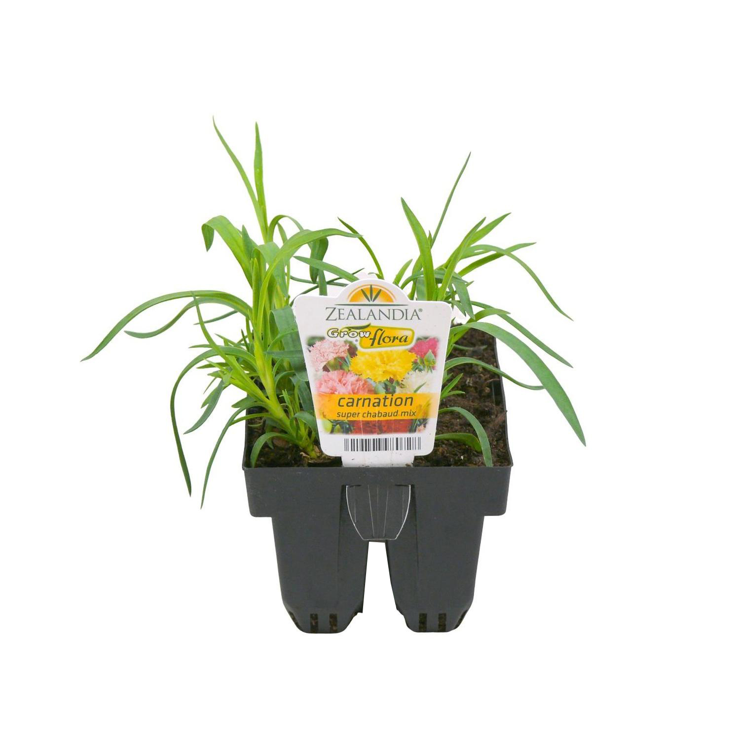Carnation Super Chabaud