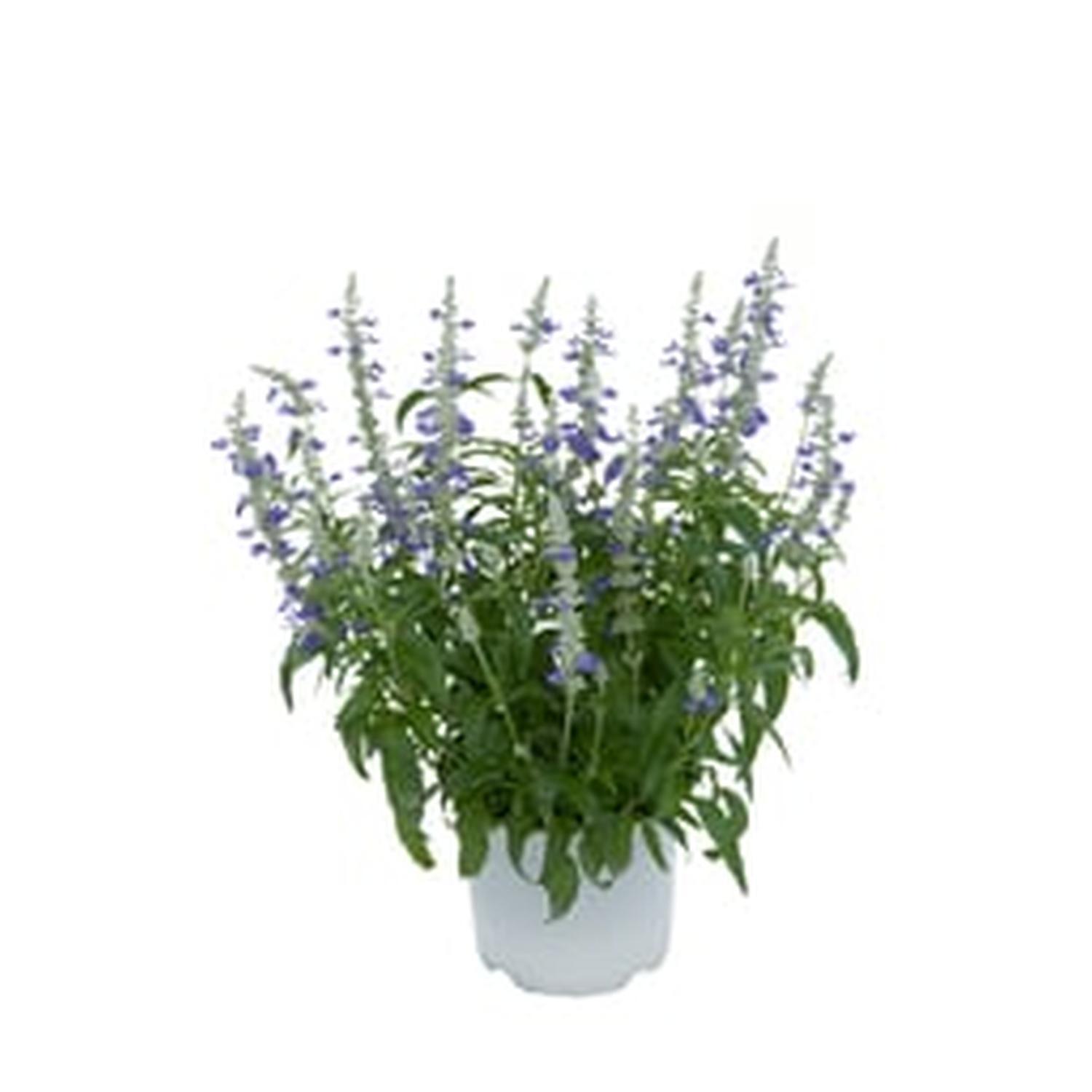 Salvia Sallyfun Assorted