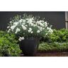 Dianthus Memories