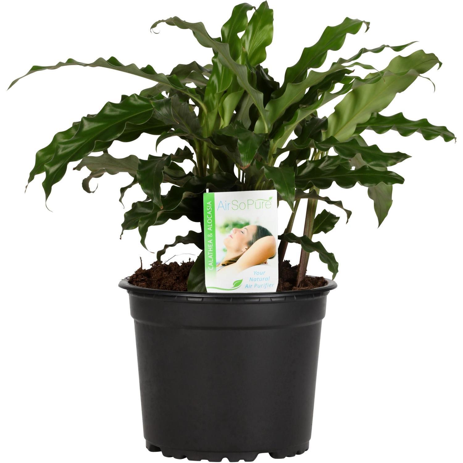 Calathea Bluegrass