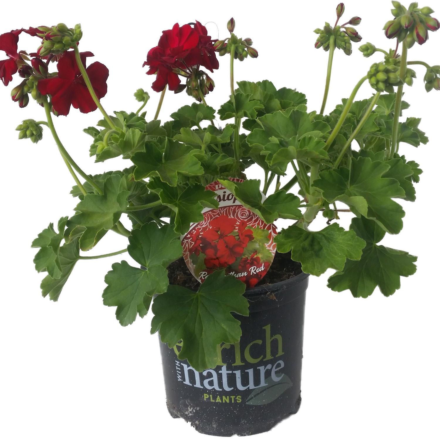 Pelargonium Cassiopeia