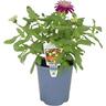 Zinnia 14cm