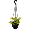 Epipremnum Golden Neon 13cm