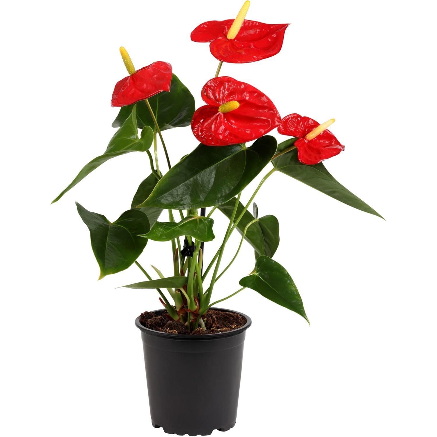 Anthurium Red 17cm