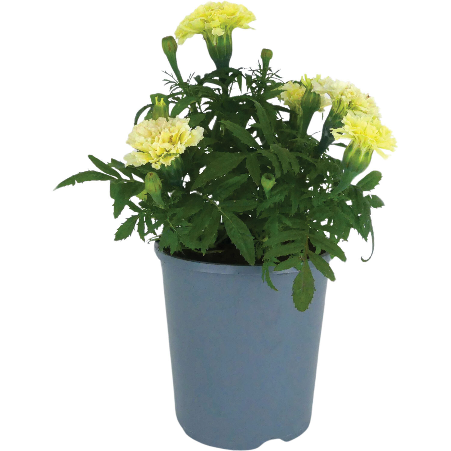 Marigold Supreme