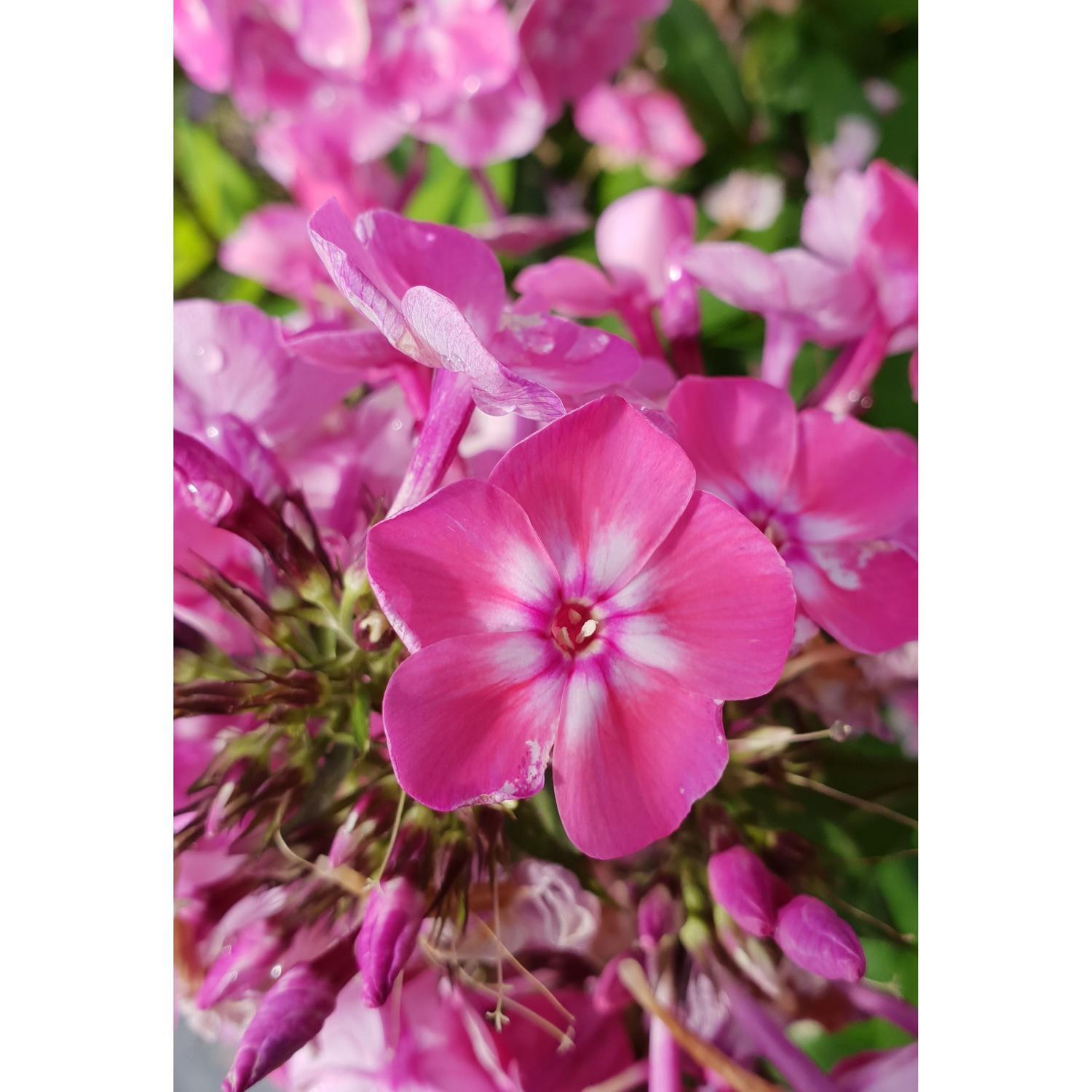 Phlox Volcano Pink White Eye