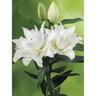 Lily Oriental Roselily Maxima Pack of 1