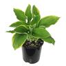 Hosta Fortunei Aureomarginata
