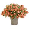 Verbena Peachy Keen