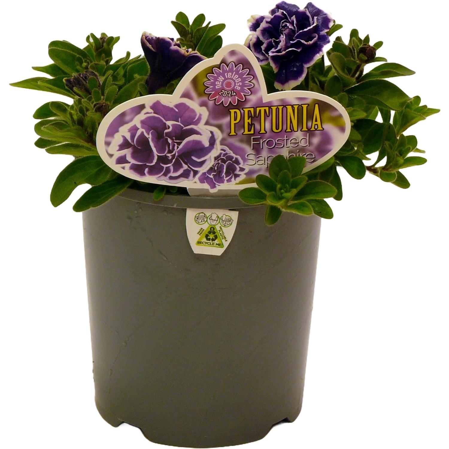 Petunia Frosted Sapphire 1.5 litre