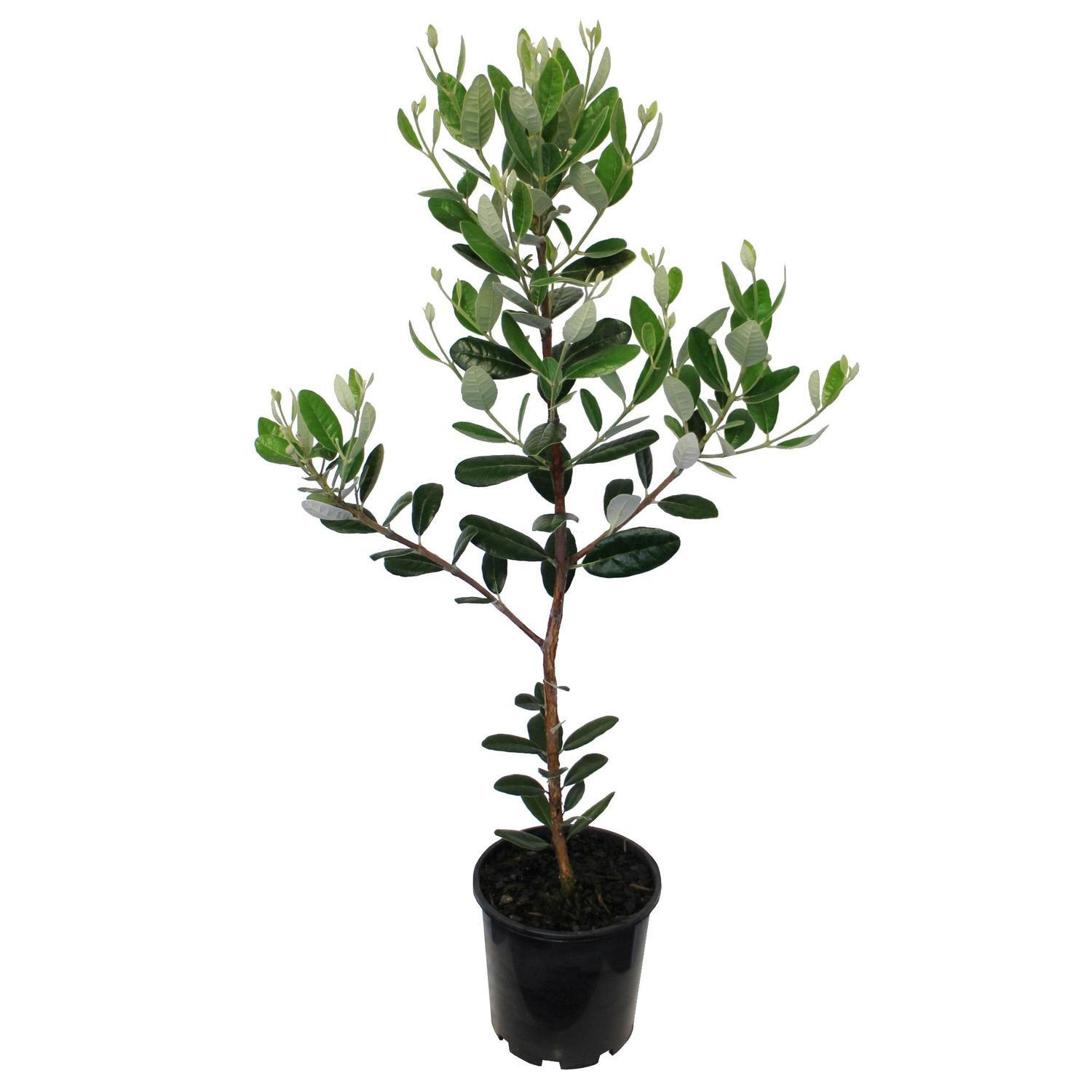 Feijoa Apollo