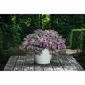 Calibrachoa Chameleon Blueberry Scone