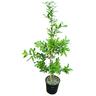 Camellia Assorted  6L