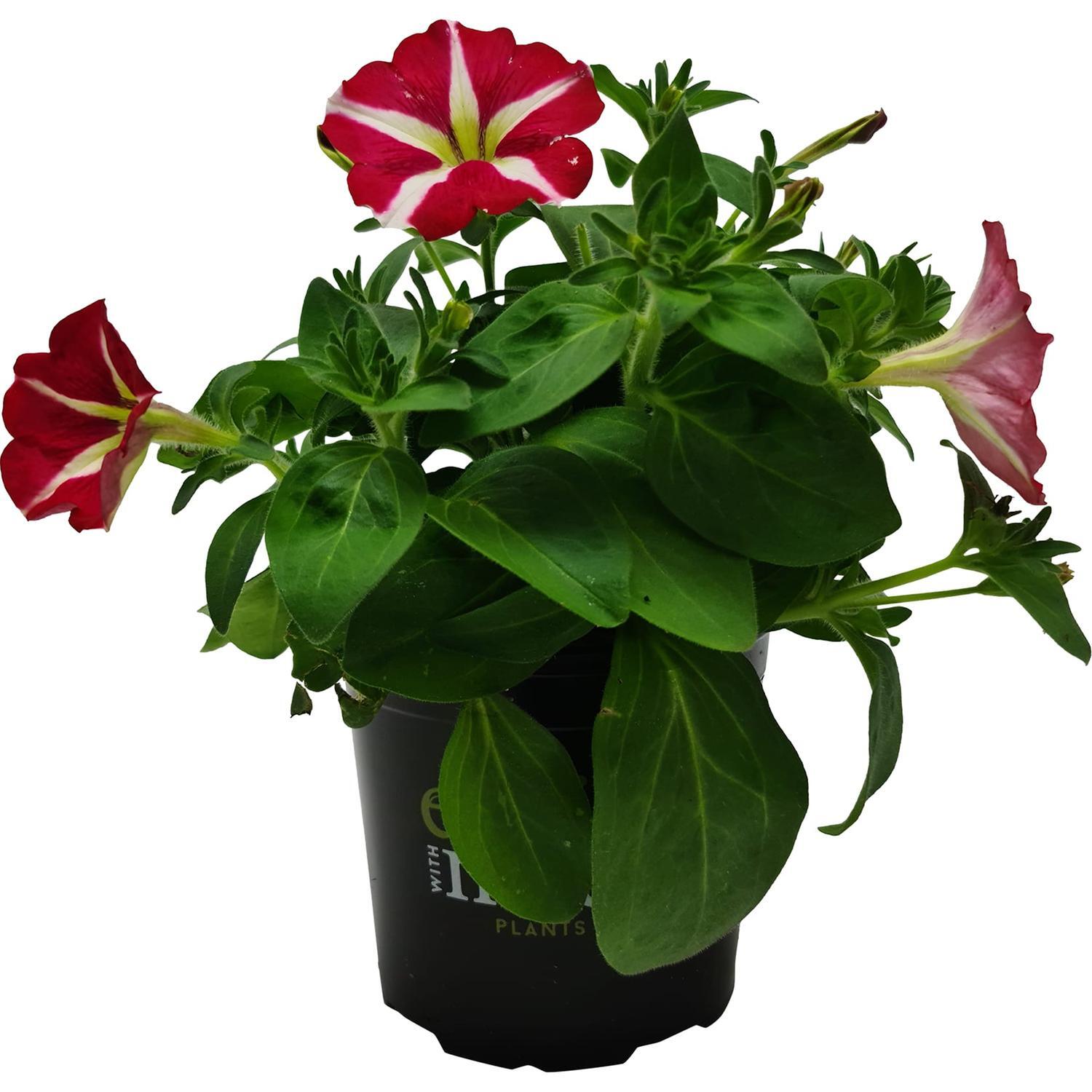 Petunia Amore King of Hearts