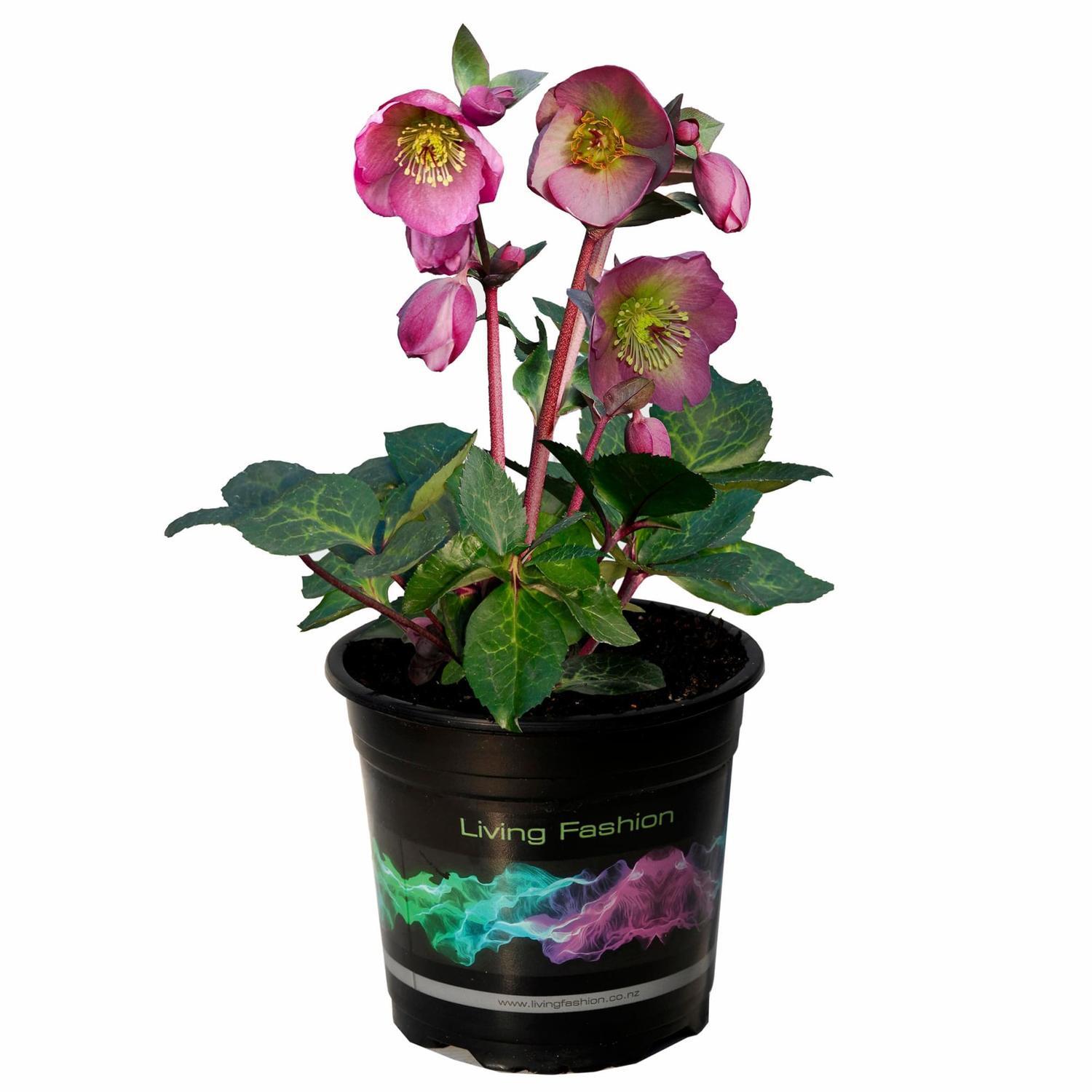 Hellebore Pennys Pink