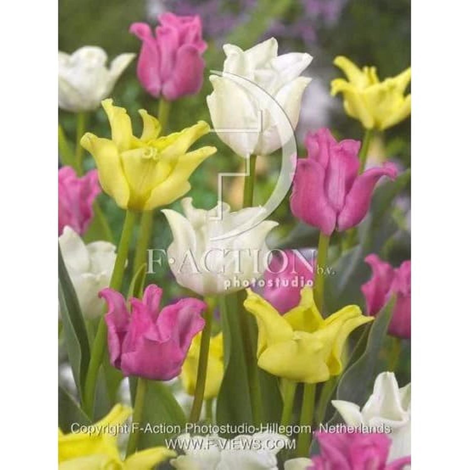 Tulip Crown Majesty Mix 10 Pack