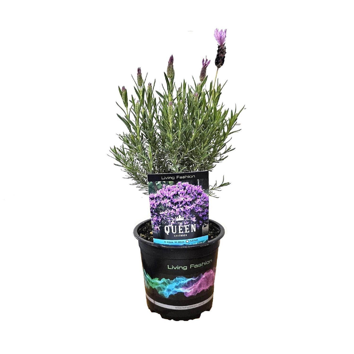 Lavender The Queen