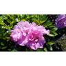 Azalea