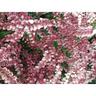 Pieris Dorothy Wykoff